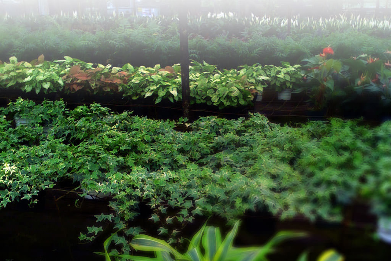 Hanging Tree Nursery Foliage And Tropical Plants Orlando Area Hanging Tree Nursery Foliage And